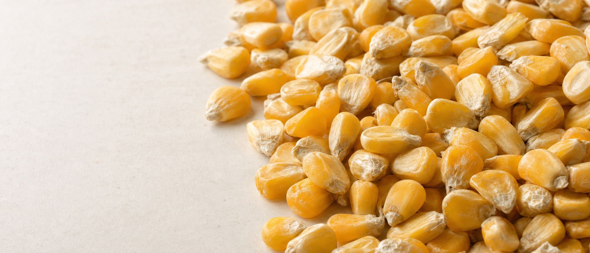 Golden maize kernels