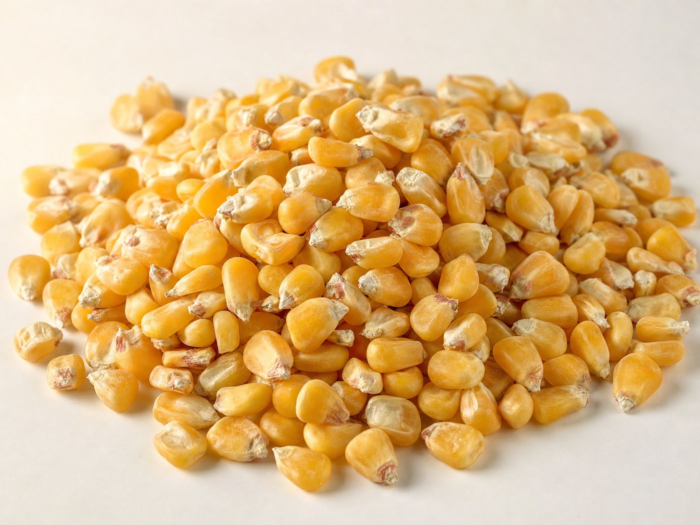 Golden maize kernels